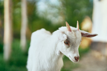 Fototapeta premium portrait of a goat