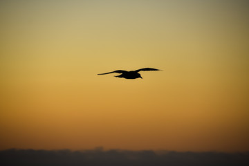 Fototapeta na wymiar Sunset sky in orange with the silhouette of a bird in flight.