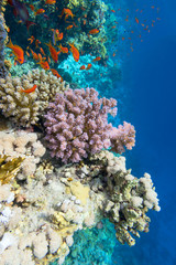 Colorful coral reef at the bottom of tropical sea, violet Cauliflower Coral and anthias fishes, underwater landscape