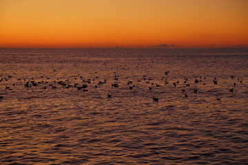 Flock of seabirds floating on the sea at dawn