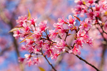 Closeup of Wild Himalayan Cherry (Prunus cerasoides) or thai sakura flower at khun chang kian, Chiang Mai, Thailand.