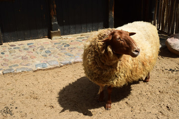 Schaf