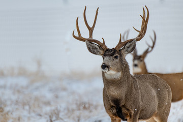 Naklejka na ściany i meble A Large Mule Deer Buck in a Snowy Field