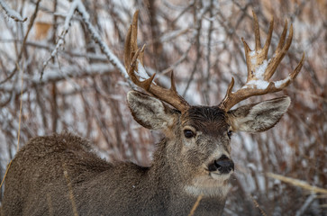 A Mule Deer Buck with Unique Antlers Covered with Snow