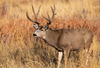Naklejka na ściany i meble A Large Mule Deer Buck in a Field During Autumn