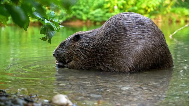 Eurasian beaver feeding on river bank