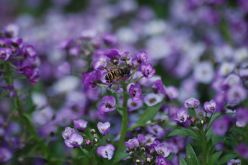 The bees Perched on the light purple alyssum flower, with a blurred background.
