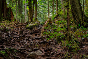 Twisted exposed gnarled roots of pine trees growing on a slope of a hill in Lynn Canyon Park forest in Vancouver, Canada - obrazy, fototapety, plakaty