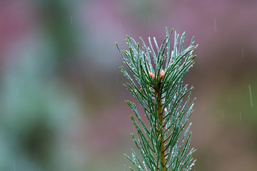 evergreen in the highlands