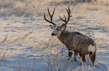 A Large Mule Deer Buck  in a Snowy Field