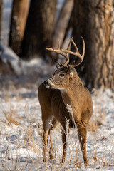 A Beautiful White-tailed Deer Buck in a Snowy Field