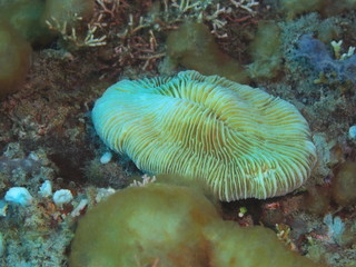 The amazing and mysterious underwater world of Indonesia, North Sulawesi, Manado, stone coral