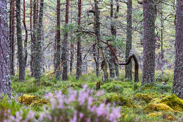 Forest in the Highlands