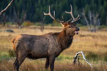 A Large Bull Elk During the Fall Rut