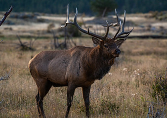 Naklejka na ściany i meble A Large Bull Elk During the Fall Rut