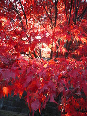 陽の光と真っ赤なもみじ