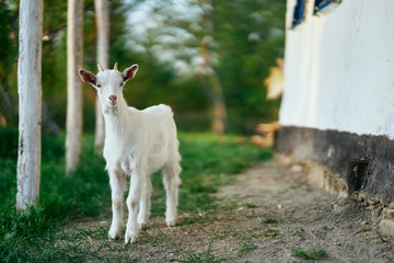 Obraz premium goat in farm