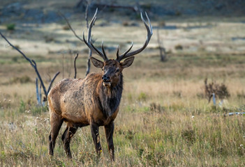 A Large Bull Elk During the Fall Rut