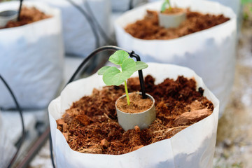 Plant The Melon Sapling in Crop bags