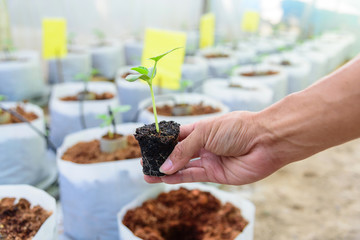 Plant The Melon Sapling in Crop bags