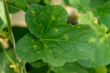 Downy mildew in melon tree