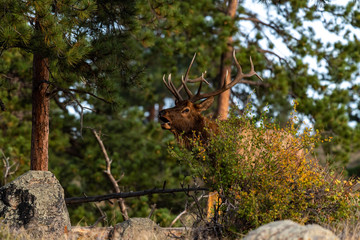 A Large Bull Elk During the Fall Rut