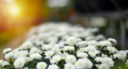Chrysanthemum white flowers and one of the most cultivated and used. The most traded in the world after the second roses.
