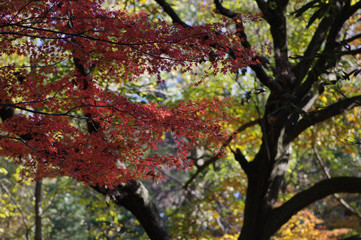 紅葉