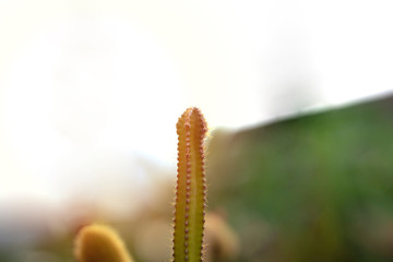 Cactus stands alone in the morning sunshine