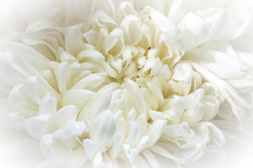 white chrysanthemum on black