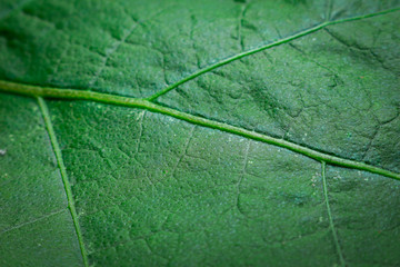 texture of green leaf