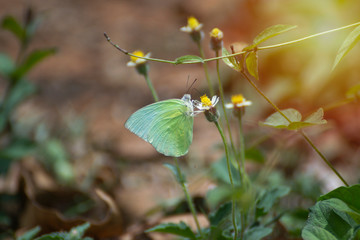 Butterflies are sniffing the grass