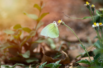 Butterflies are sniffing the grass