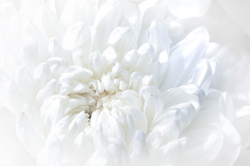 white chrysanthemum on black