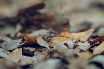 Brown autumn leaves on a leaf bed floor ground on a forest park landscape
