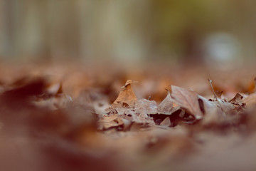 Brown autumn leaves on a leaf bed floor ground on a forest park landscape