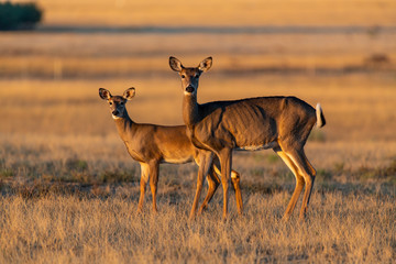Naklejka premium A Beautiful White-tailed deer doe and Fawn