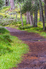 Path tru the Highlands