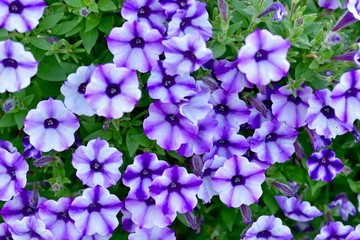 満開の紫色のペチュニアの花