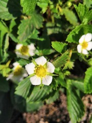 Fototapeta premium sdr