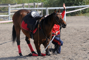 horse and rider