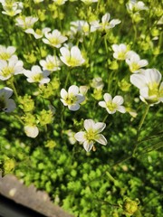 smartcapture