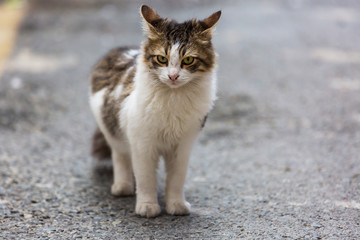 Fototapeta premium Cat