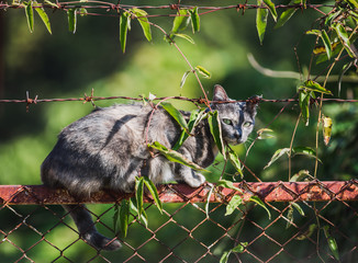 Asian cat looking for foods.