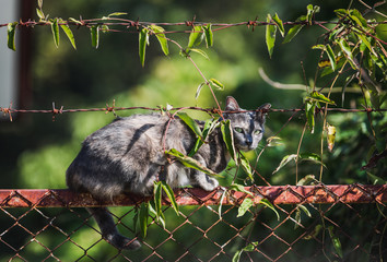 Asian cat behind the leafs.