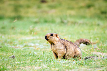 Naklejka na ściany i meble Himalayan Marmot is a mammal living near Tso Moriri lake in Ladakh, India. Marmots are large squirrels live under the ground and hibernate there through the winter. 