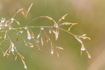 morning dew drops