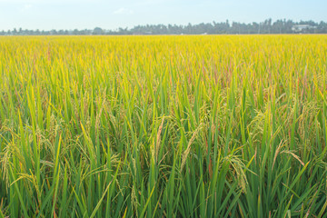 Paddy field ready for harvest in the morning.
