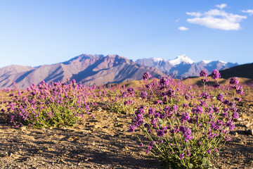 Obraz premium Blooming desert nature plant against sun ray with snow mountains and blue sky background in Ladakh, India. 