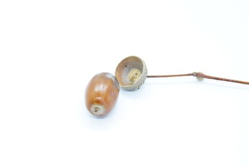 Beautiful acorns located on a white background